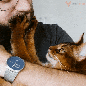 世界上十大最漂亮的猫，世界上十大最漂亮的猫品种有哪些（养猫“首选”这6种猫）