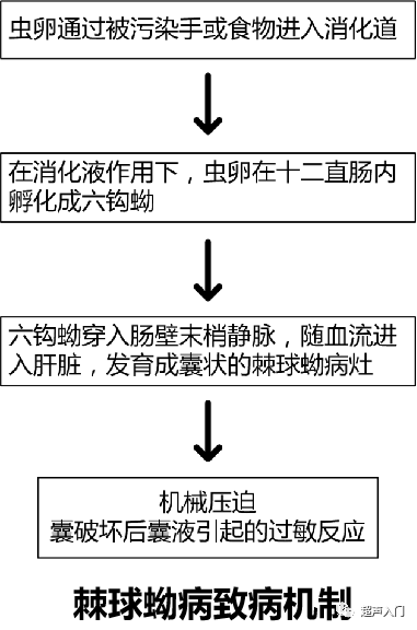 肝棘球蚴病是怎么回事啊，肝棘球蚴病是怎么回事啊能治好吗（肝包虫病B超能检查出来吗）