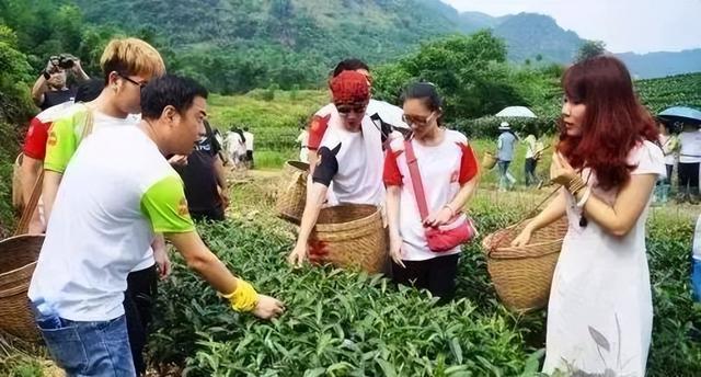 茶叶商业模式有哪些，如何使用消费金融模式卖茶叶