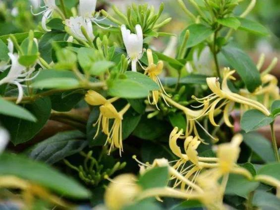 鲜花的花语和花的数目的寓意，鲜花数量的寓意（100种迷人的“数字花”）