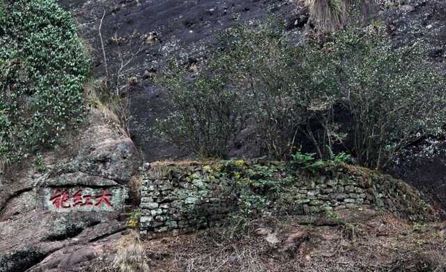 世界最珍贵的树木排名是什么，世界上最名贵的树木是叫什么名字（我国3棵“贵族名树”）