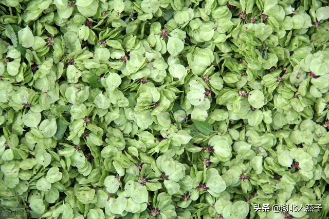 农村100种野菜图片，野菜的种类（常见的野菜图片与名字）