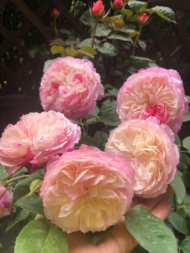 代表富贵吉祥寓意的花，代表富贵吉祥寓意的花朵（到底哪些花是“招财”花）