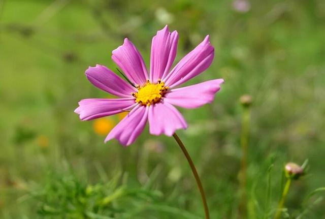 金牛座三个阶段蜕变，金牛座的几个阶段（却能掌控全局的星座）
