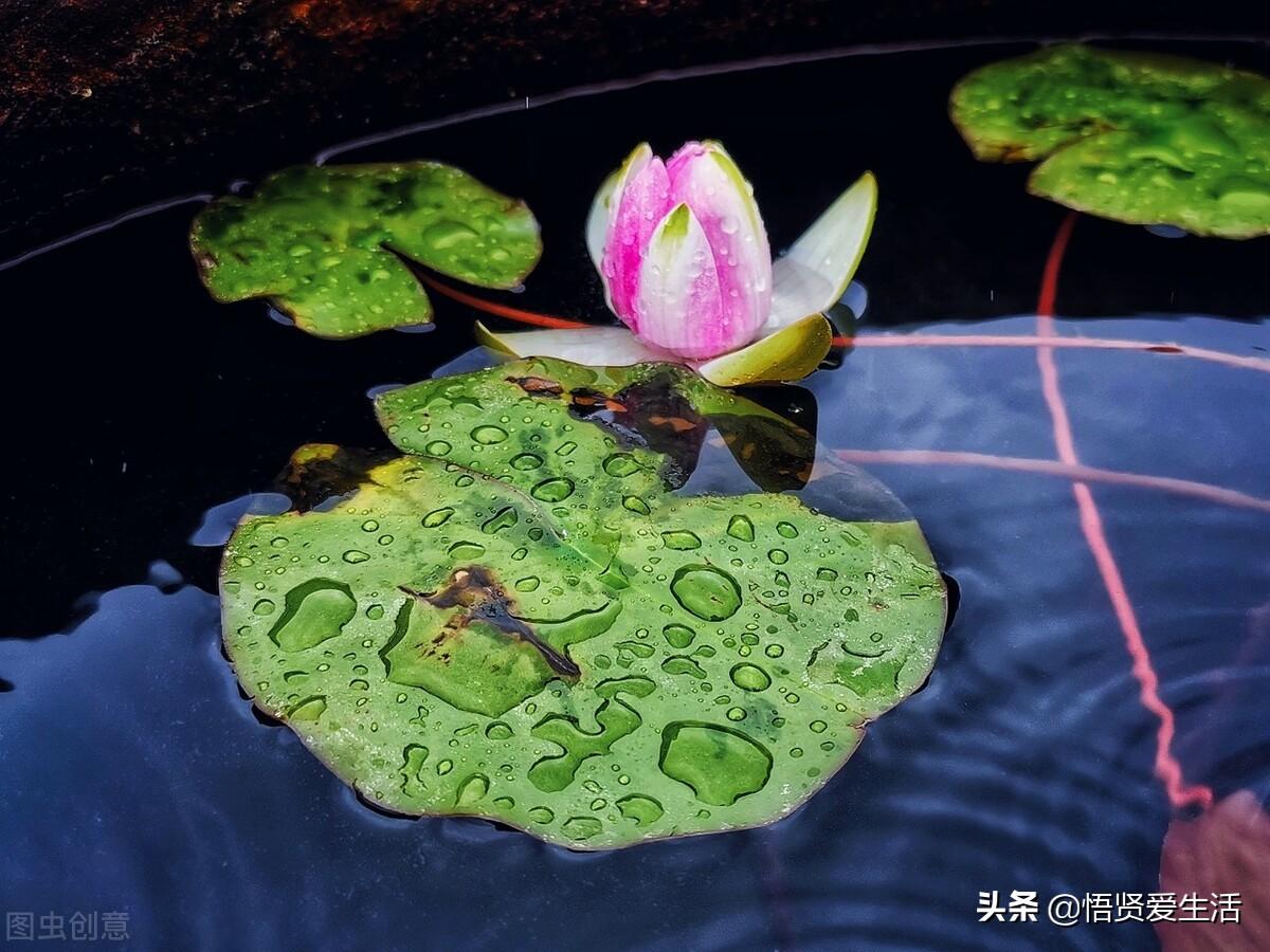 在水里养的花有哪些，9种水养花卉品种大全