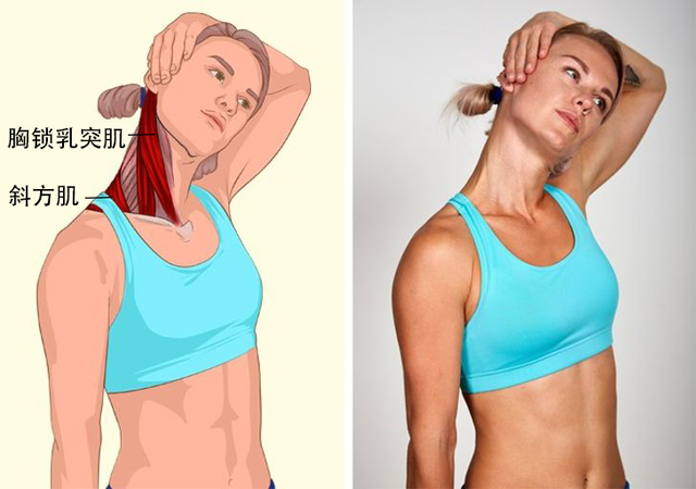 运动完不拉伸会怎样，健身完不拉伸有什么危害（助你学会拉伸，减肥事半功倍）