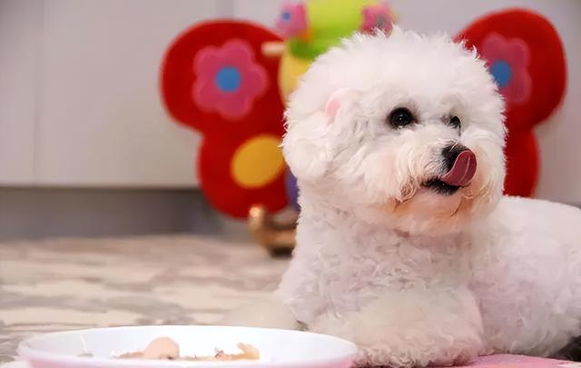 比熊犬多少钱一只，比熊多少钱一只（巴比熊犬价格）