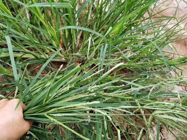 牛筋草的功效与作用？