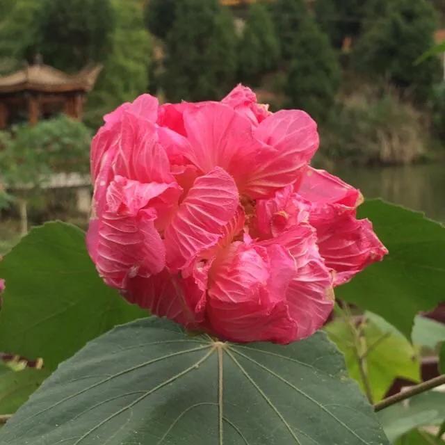 芙蓉花的寓意和象征，芙蓉花的寓意（芙蓉花，成都最美的花）