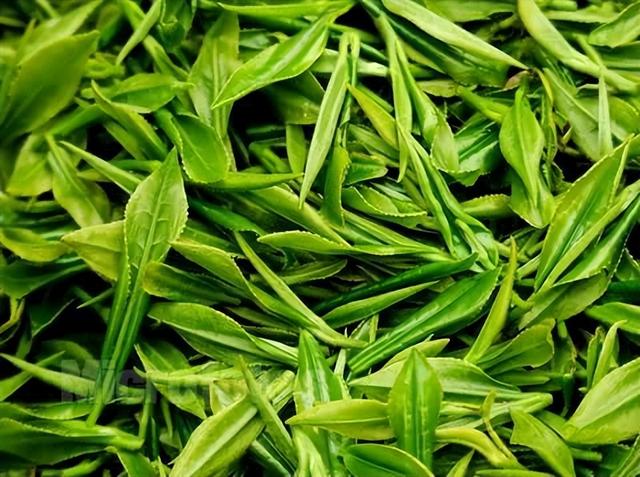 四季春茶的功效与作用，四季茶的功效（春茶的十二个好处）