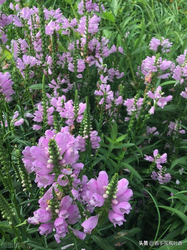 花落草木葳蕤，唯美，花开有声，花落有语