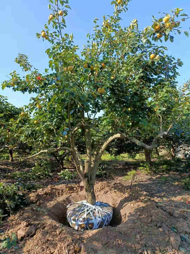 家里适合养什么植物对家庭比较好，家里适合种哪些植物风水好（5种树养在家里有好兆头）