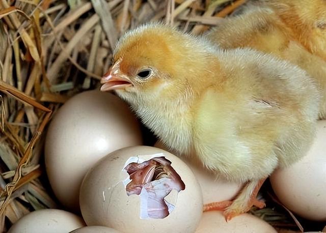 先有鸡还是先有蛋标准答案，先有鸡还是先有蛋正确答案（6.1亿年前化石给出答案）