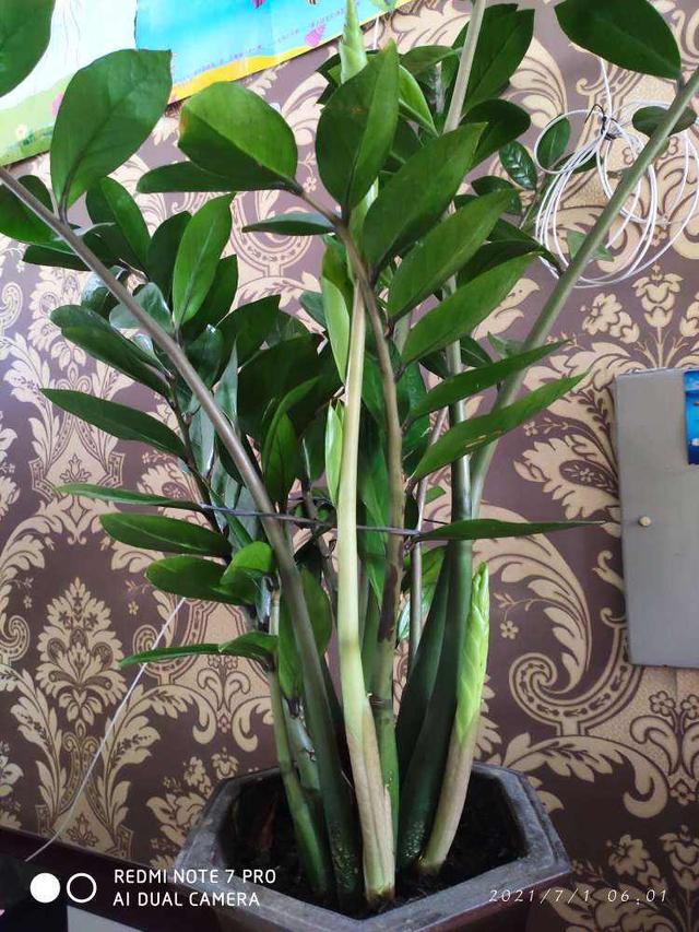 十二生肖配对什么花，十二生肖的花配（新年有新的福气花）