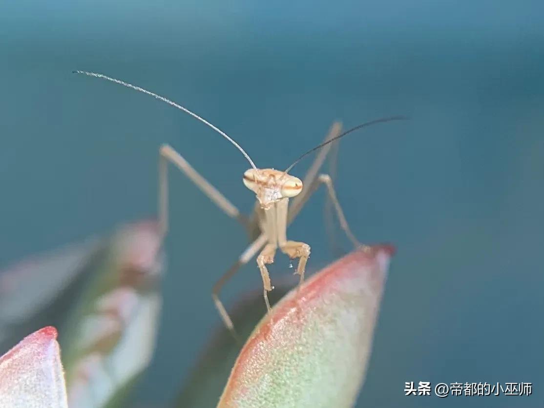 手机外置摄像头，手机外接usb头带摄像头教程（外接百元级的微距镜头效果怎么样）