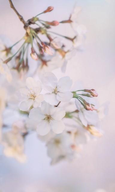 杭州西湖在哪里，杭州西湖在哪个省哪个市区（杭州西湖）