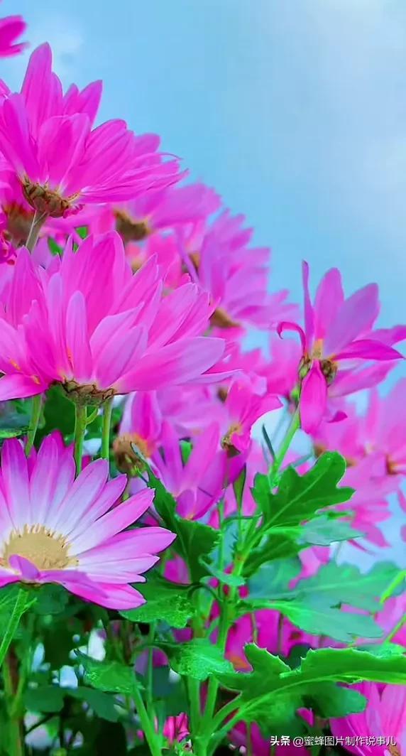 腊梅图片，一花一世界（腊梅图片）