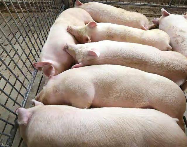 饲料发酵剂有什么作用，饲料发酵剂有什么作用和功效（好处诸多，详细情况请看下文）