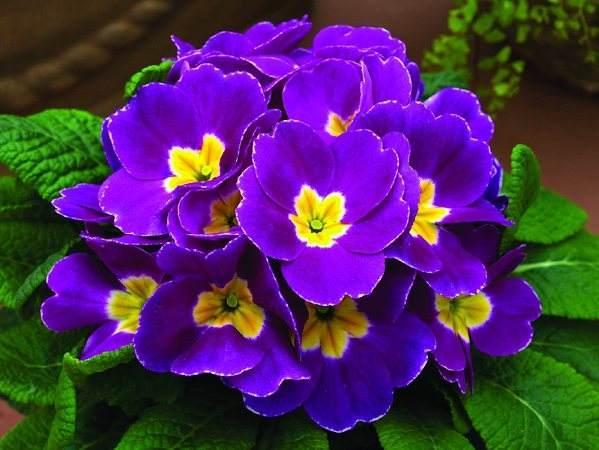 紫罗兰是一种很漂亮的花,紫色的花更加的尊贵高雅.