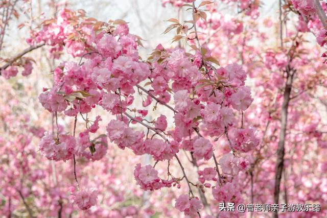 附近看花的地方，深圳最适合去赏花的地方（2023西安及周边赏樱花的地点大全）