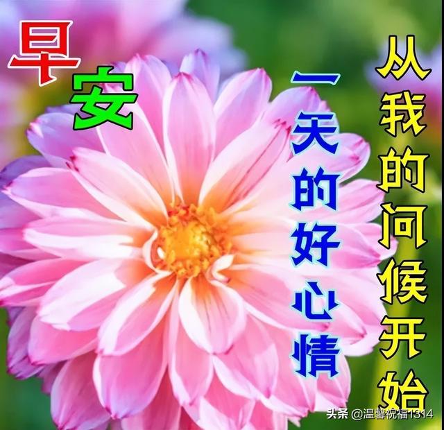 美图，美图秀秀怎么p图（早晨好幸福暖心的问候图片鲜花带字）