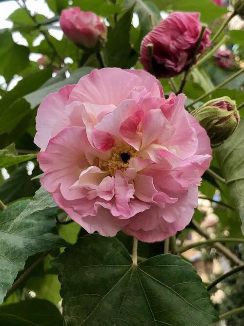 芙蓉花的寓意和象征，芙蓉花的寓意（芙蓉花，成都最美的花）