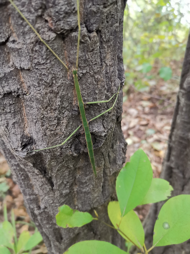 秦岭简单的爬山穿越线路，穿越秦岭子午大环线