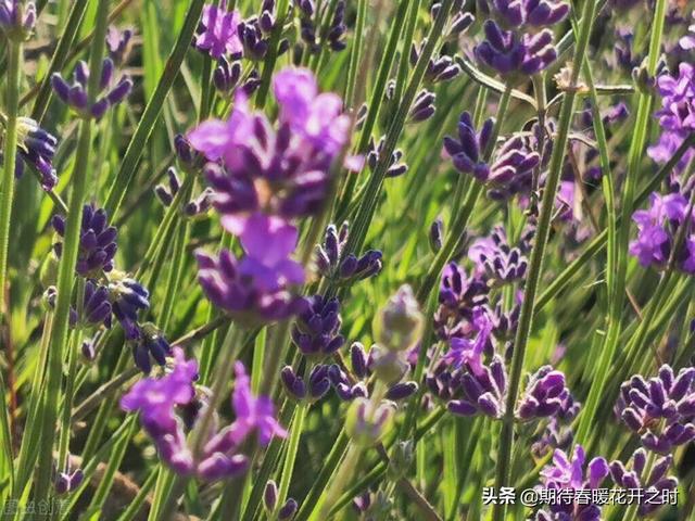 薰衣草花语是什么，薰衣草好种吗（薰衣草花寓意-奇迹、浪漫、与爱再相遇）