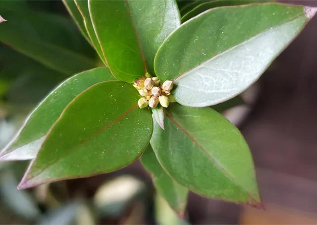 法国香水花，堪称开花界“航空母舰”（法国香水花有毒吗）