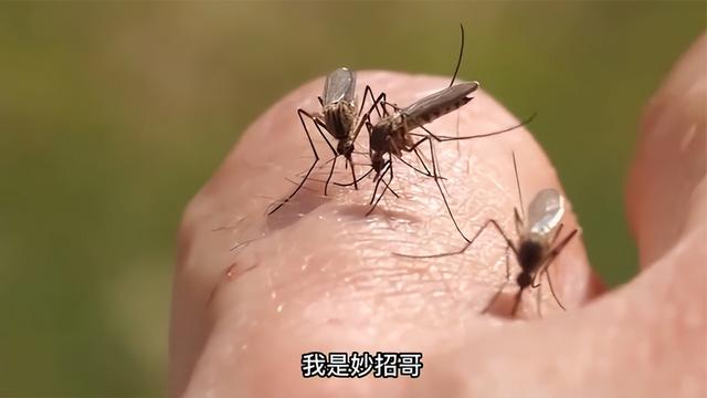 家里有蚊子找不到如何引出来，吸引蚊子的方法（蚊子来多少灭多少）