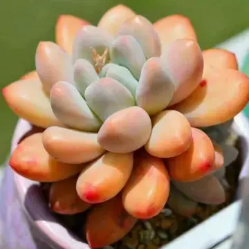 怎么养多肉才又矮又肥，多肉越长越高怎么修剪（这四点记住可以让多肉叶片变得胖嘟嘟）