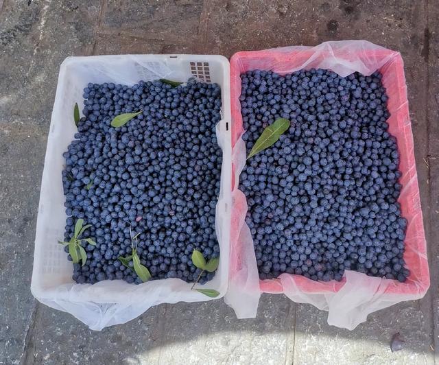 新鲜蓝莓一般多少钱一斤，蓝莓价格多少钱一斤（一种“神秘”的水果）