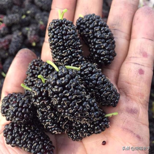 怎么挑选嘉宝果，怎么挑选嘉宝果选树叉多的好吗（惊蛰过后：无论有钱没钱）