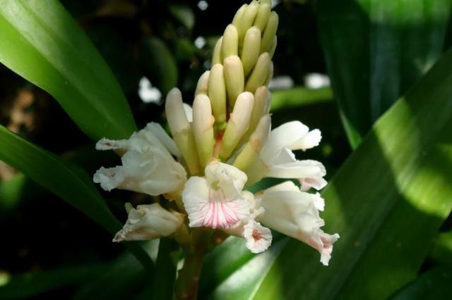 姜的种类和功效，姜的种类和功效和作用（12种姜科的辛香料）