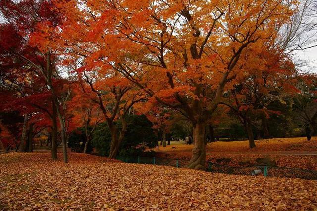 日本必去十大景点排名，日本十大著名必去景点排行榜（日本最值得打卡的五个地方）