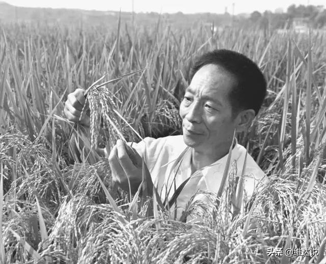 小米是什么农作物，粟是什么农作物（五谷之首的小米为何被四千多年前从西亚传入的小麦取代主粮地位）