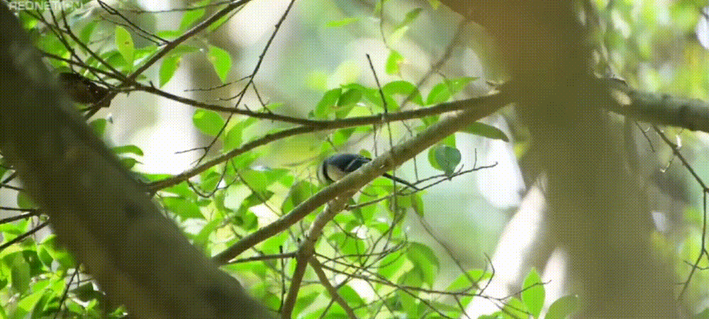 清明节法定假日，2021年清明节法定假日是哪三天（“清明”的由来与习俗）