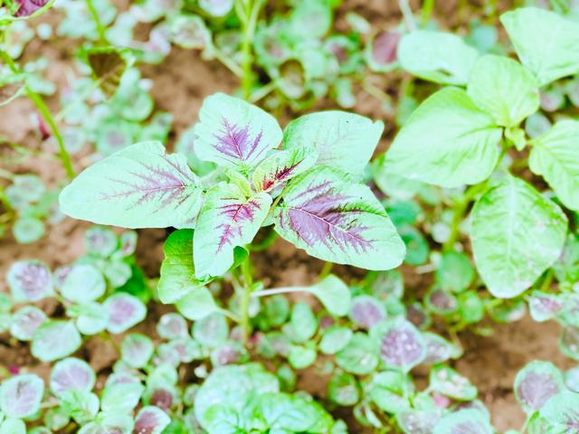 高菜是什么菜,高菜是什么样的(多吃这种"5高菜")