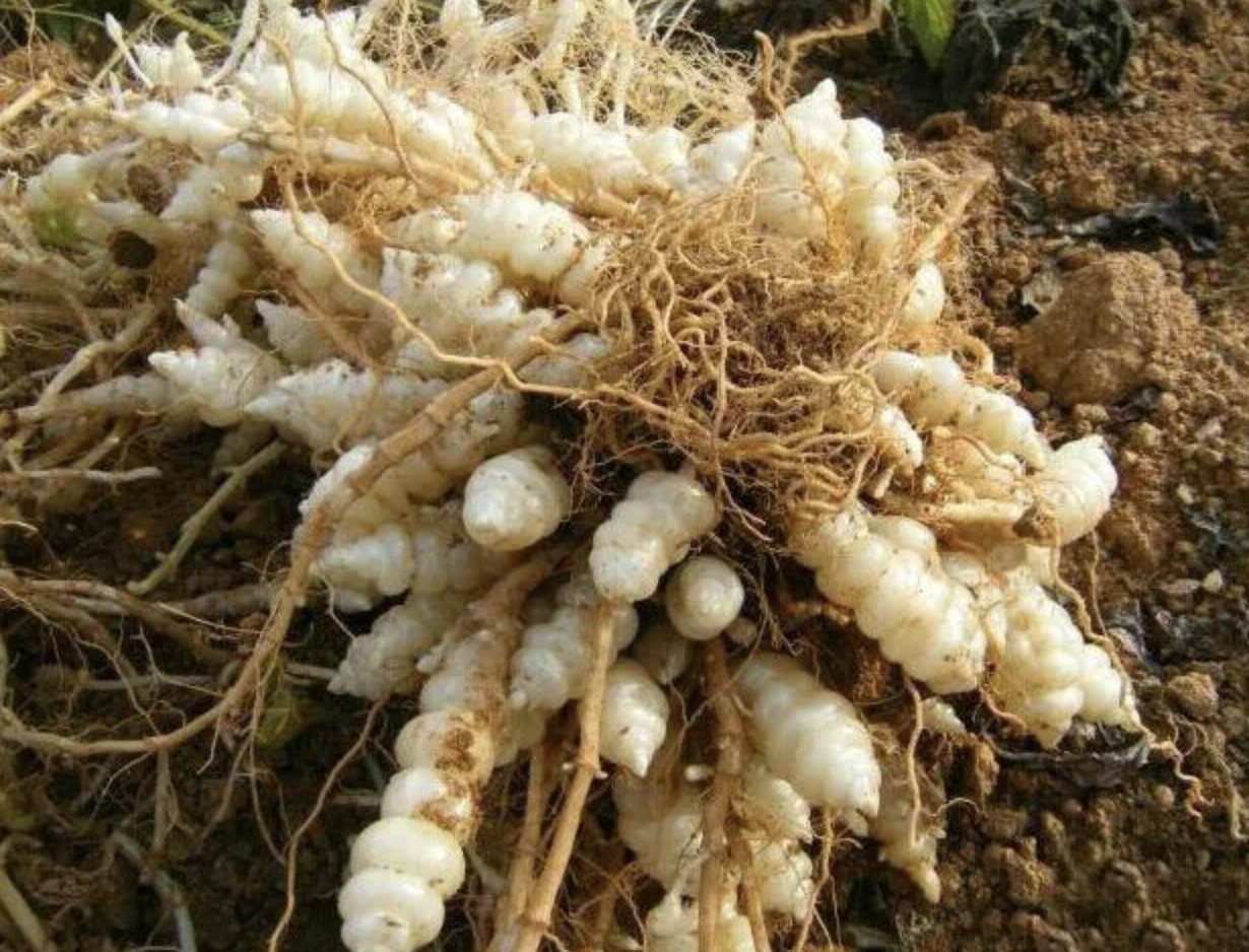 野生紫罗兰,地里的野生"土人参" - 玉三网