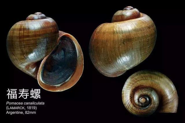 食用螺类大全，一个螺里6000条虫