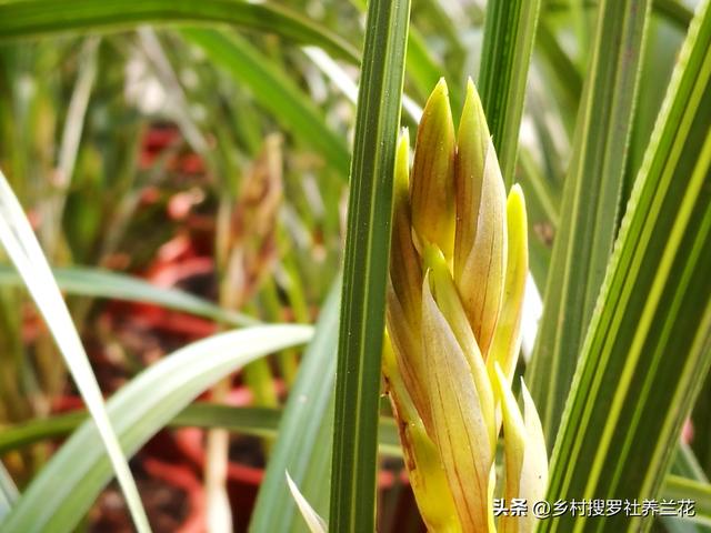 蕙兰什么时候开花，大花蕙兰什么时候开花（从没见过开花怎么办）