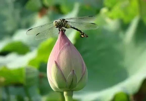 中国最美的散文，现代诗歌散文（贵州煜华中国传统文化传承网美文推送）