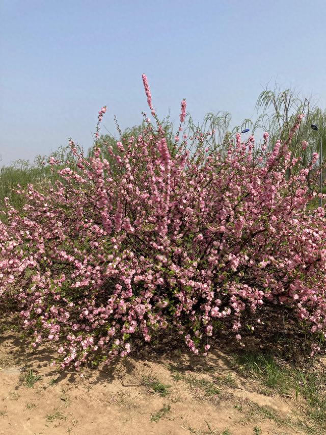 东营市河口区仙河镇人的乐园—-蓬莱公园