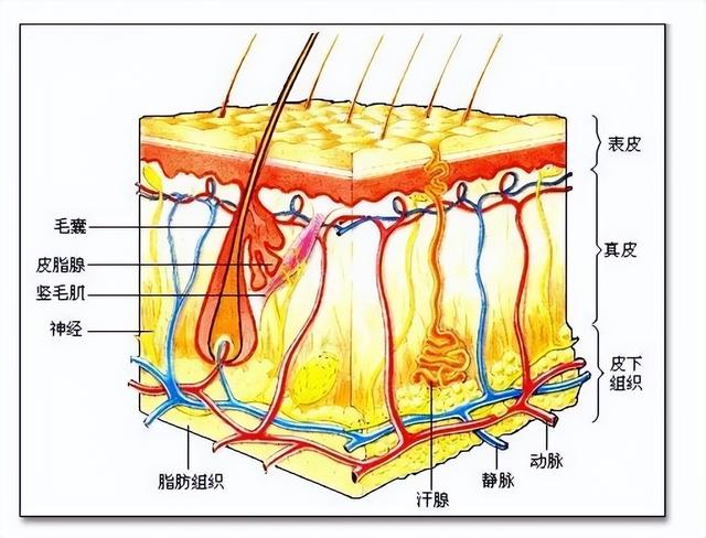 皮肤7个层次结构图，皮肤的五大层次（皮肤基础知识篇——皮肤的分层结构）