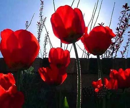 鲜花图片，鲜花图片下载 免费（分享图片：60款精美花卉图）