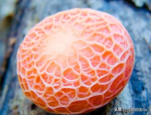 世界上最漂亮的蘑菇，世界上最漂亮的蘑菇是什么（精华总伴日风来。美丽的蘑菇）