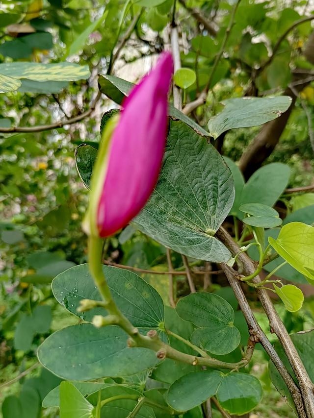 紫荆花代表什么，紫荆花代表什么精神（紫荆花的花语是亲情）