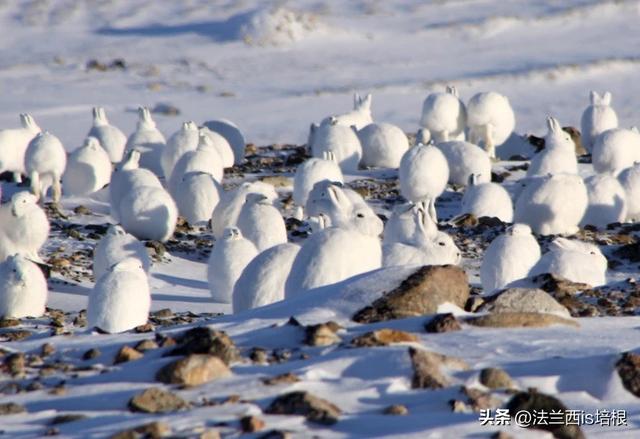 兔子冬眠吗，野生兔子冬眠吗（这只兔子49天跑路388公里）