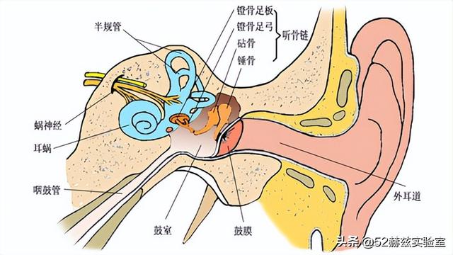 耳蜗的作用是什么，耳蜗的主要功能是什么（进口人工耳蜗30万）