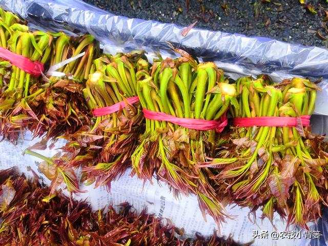 香椿芽的种植方法，从播种育苗到管理采收